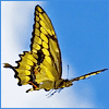 Butterfly5